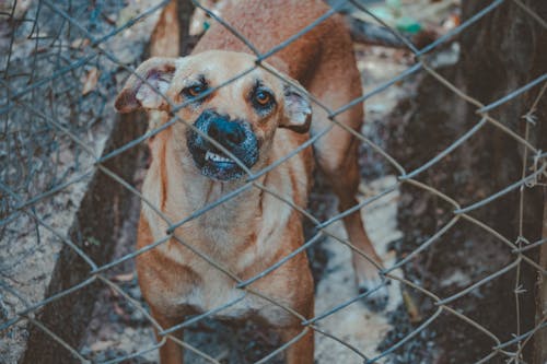 Guard Dog Cable Protectors